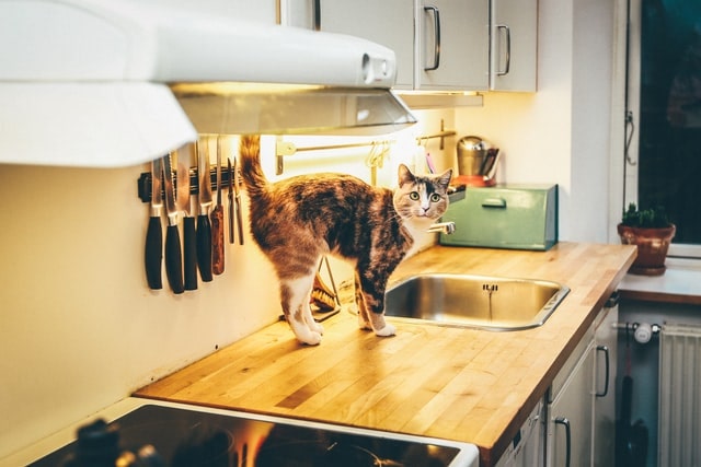 kitchens and pets, cat standing on a kitchen worktop with knives in the back